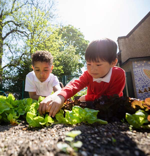 school garden bed landscaping